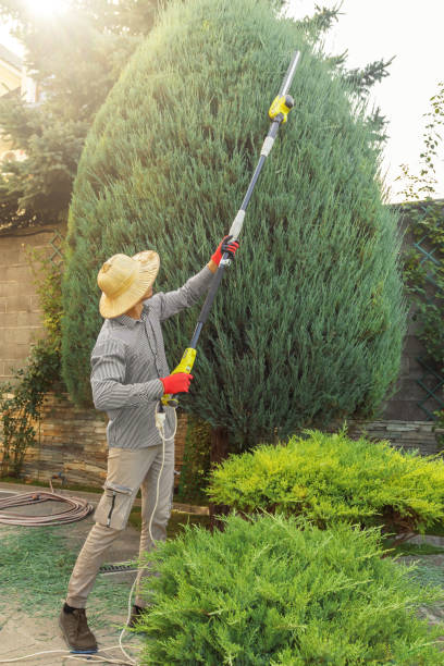 Best Arborist Services Near Me  in Mcfarland, CA